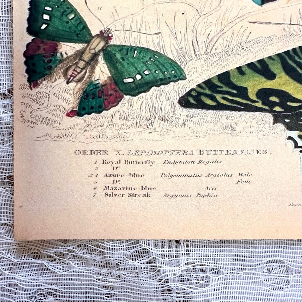 Vintage Biodiversity Butterfly Moth Chart 8x10 Print - Picture 5 of 8